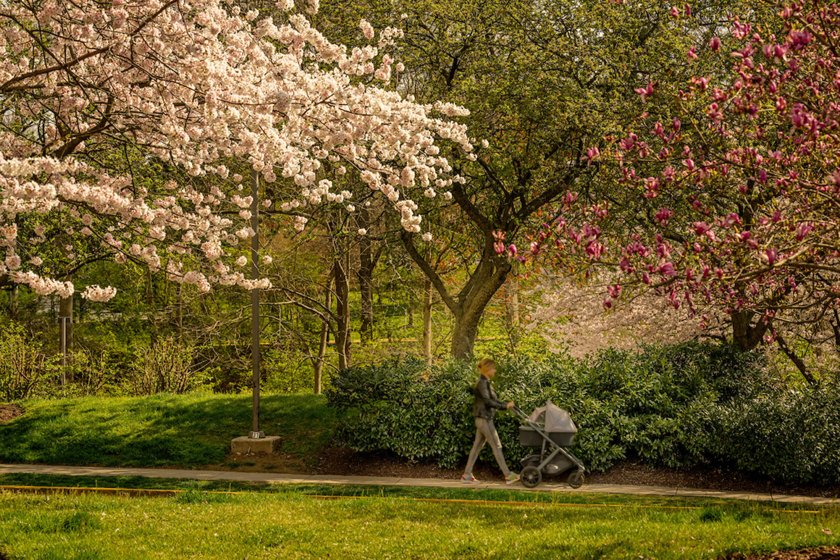 A woman pushing a stroller along a path lined with blooming cherry and magnolia trees.